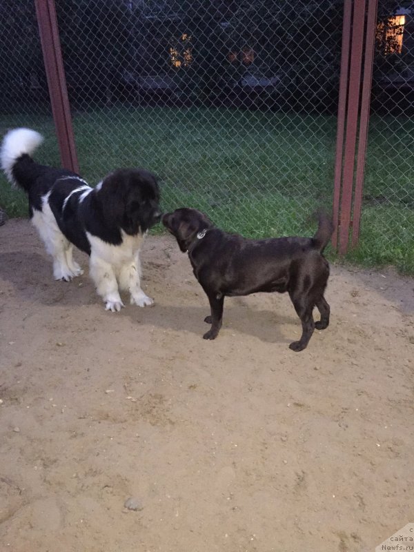 Фото: ньюфаундленд Водолей от Карельских Медведей