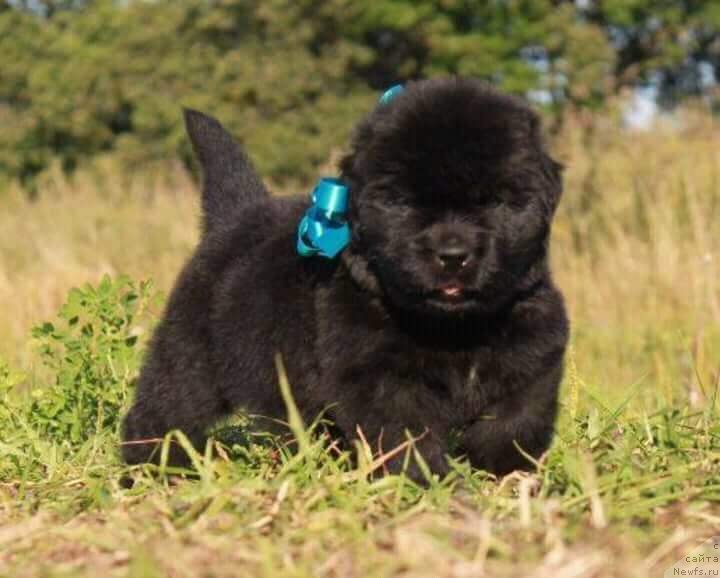 Фото: ньюфаундленд Луи Анри Буссенар (Louis Henri Bussenar)