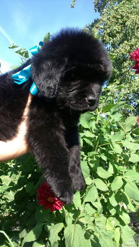 Фото: ньюфаундленд Луи Анри Буссенар (Louis Henri Bussenar)