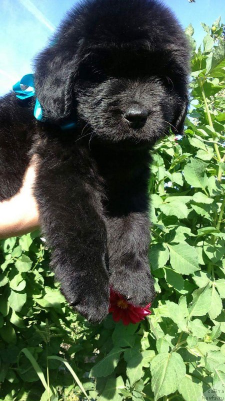 Фото: ньюфаундленд Луи Анри Буссенар (Louis Henri Bussenar)