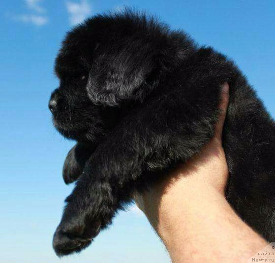 Фотография № 229311