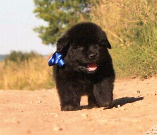 Фотография № 229312