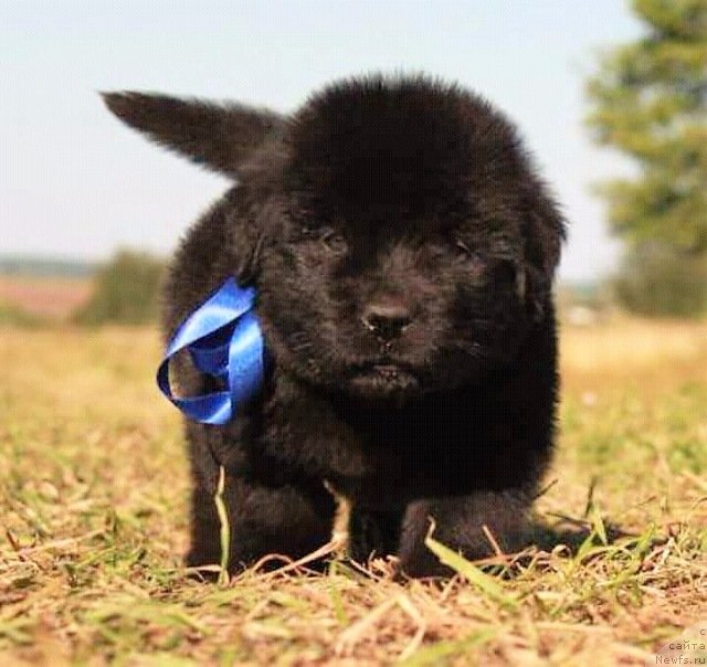 Фотография № 229313