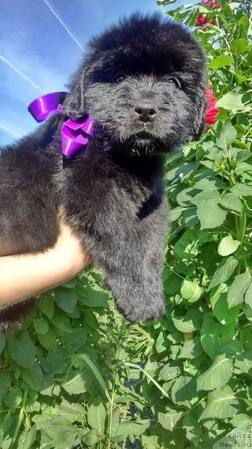 Фотография № 229316