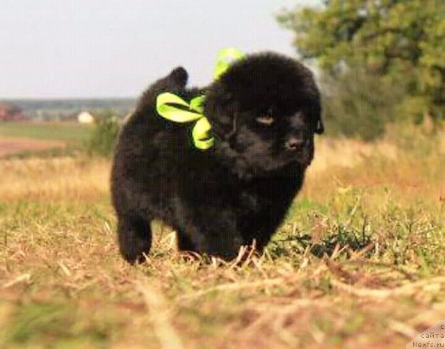 Фото: ньюфаундленд Людвиг Андреас фон Фейербах (Ludvig Andreas fon Feyerbah)