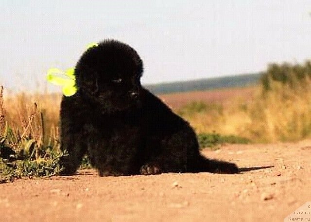 Фотография № 229319