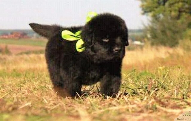 Фото: ньюфаундленд Людвиг Андреас фон Фейербах (Ludvig Andreas fon Feyerbah)