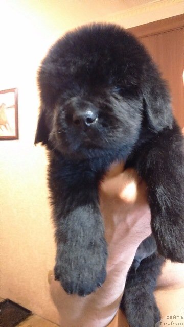 Фото: ньюфаундленд Людвиг Андреас фон Фейербах (Ludvig Andreas fon Feyerbah)