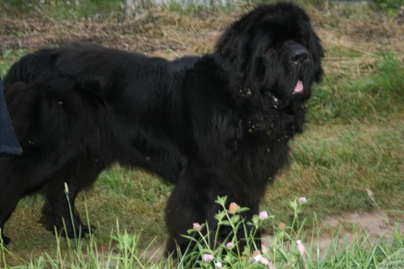 Фотография № 229336