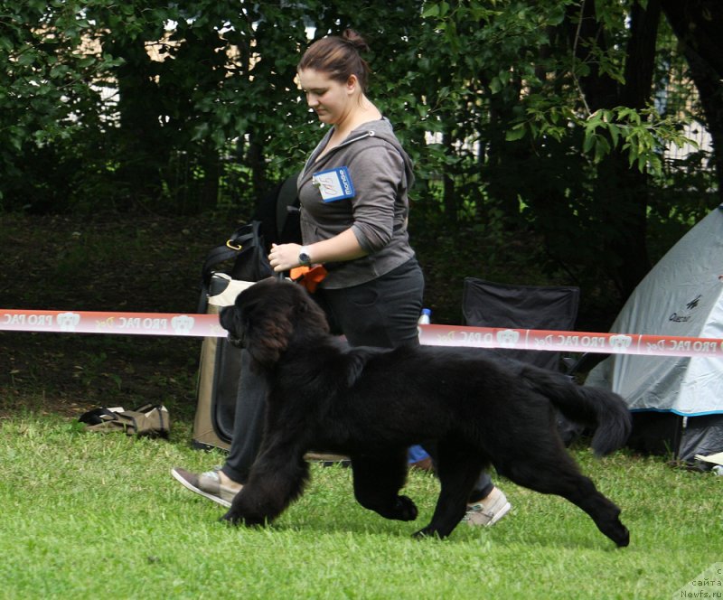 Фото: ньюфаундленд Браунблад MCК Лави Нэман (Brownblood MSK Lavy Neman)