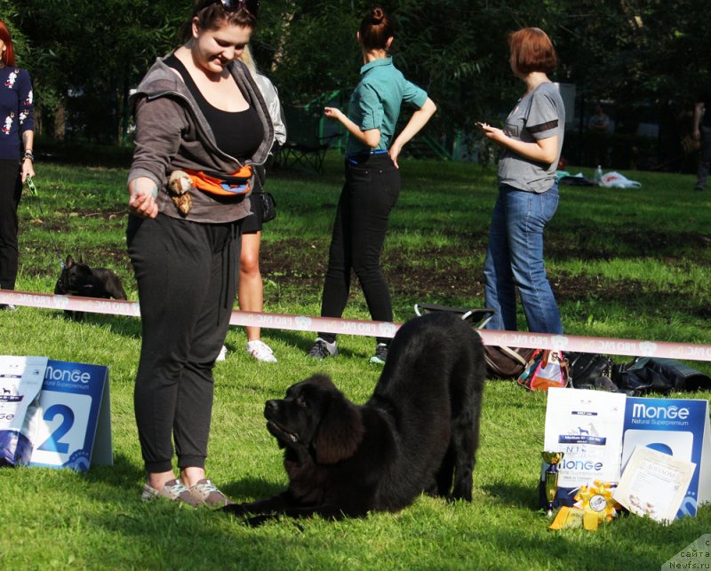 Фото: ньюфаундленд Браунблад MCК Лави Нэман (Brownblood MSK Lavy Neman)
