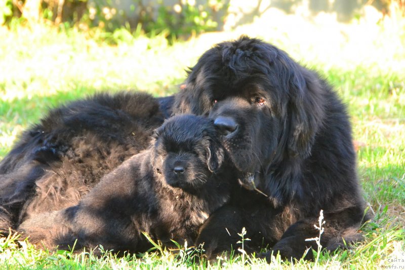 Фото: ньюфаундленд Талисман Моря Ла-Валетта