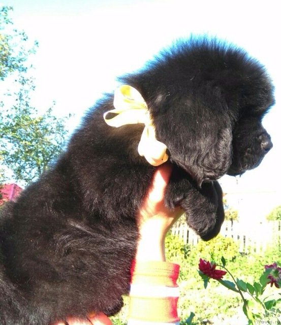 Фото: ньюфаундленд Луиза де Вильморен (Louise de Vilmorin)