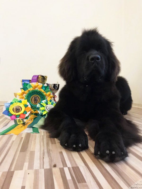 Фото: ньюфаундленд Браунблад MCК Лави Нэман (Brownblood MSK Lavy Neman)