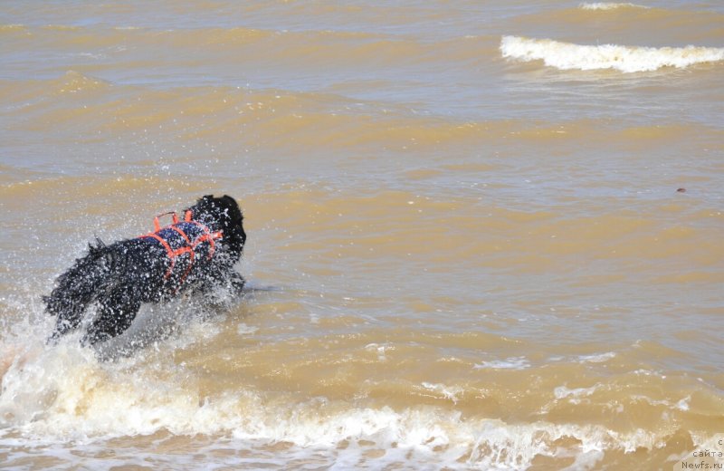 Фото: ньюфаундленд Сент Джонс Эксклюзив (Sent Djons Exclusive)