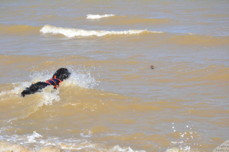 Фото: ньюфаундленд Сент Джонс Эксклюзив (Sent Djons Exclusive)