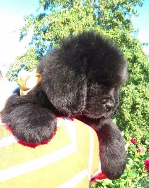 Фото: ньюфаундленд Лилу Мэй Ледфорд (Lily May Ledford)