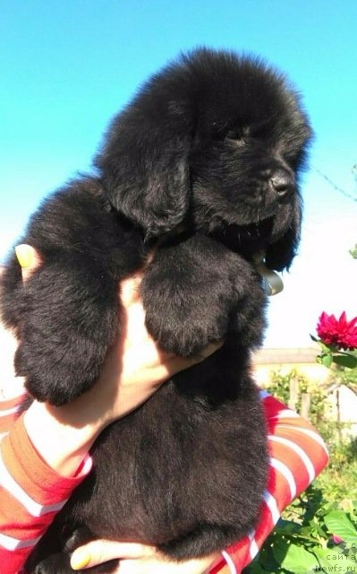 Фото: ньюфаундленд Лилу Мэй Ледфорд (Lily May Ledford)