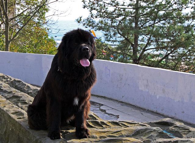 Фото: ньюфаундленд Потап Фидель