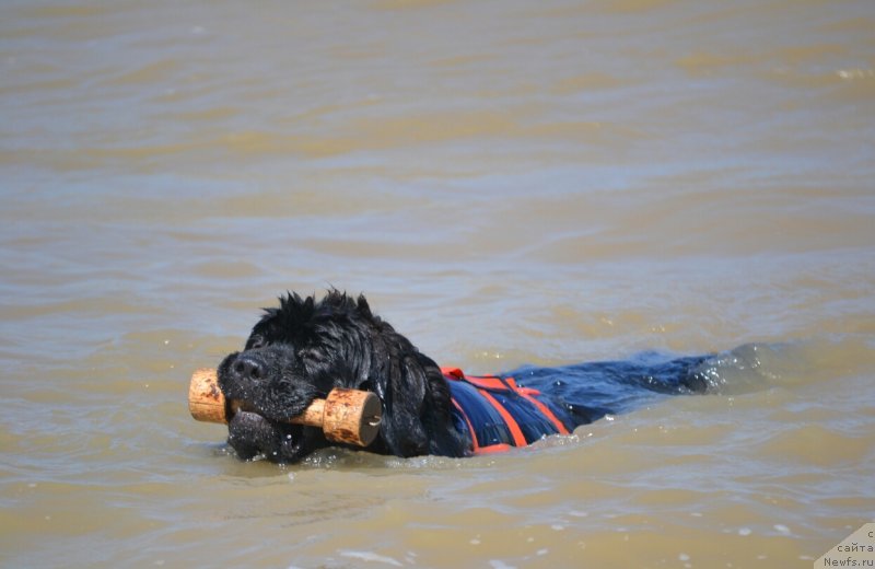 Фото: ньюфаундленд Сент Джонс Эксклюзив (Sent Djons Exclusive)