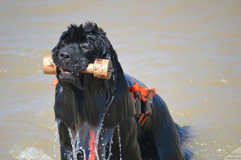 Фото: ньюфаундленд Сент Джонс Эксклюзив (Sent Djons Exclusive)