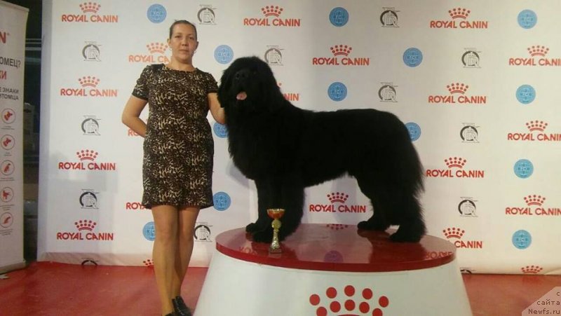 Фото: ньюфаундленд Смигар Ахил Феникс (Smigar Ahil Fenix)