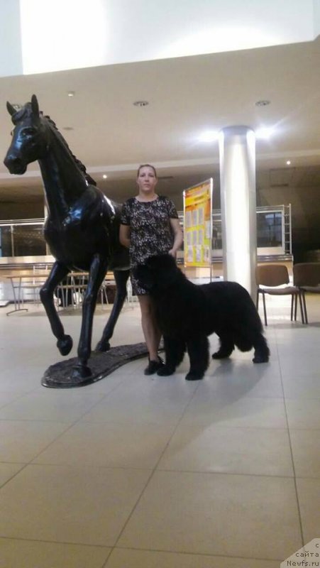 Фото: ньюфаундленд Смигар Ахил Феникс (Smigar Ahil Fenix)