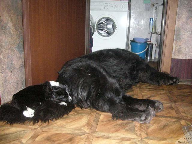 Фото: щенок от, ньюфаундленд Супер Бизон Анталия, ньюфаундленд Супер Бизон Гера