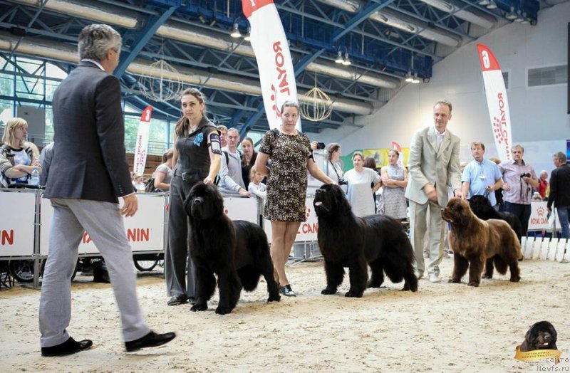 Фото: ньюфаундленд Смигар Ахил Феникс (Smigar Ahil Fenix), ньюфаундленд Фанньюф Атлантика (Funnewf Atlantika), и I'm Meant to be the Top iz Volotova