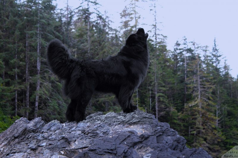 Фото: ньюфаундленд Черная Мафия Ангел Амонг Ус (Chernaya Mafia Аngel Among Us)