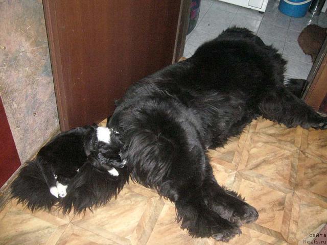 Фото: ньюфаундленд Супер Бизон Анталия, ньюфаундленд Супер Бизон Гера