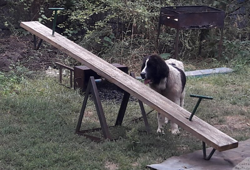 Фотография № 229433