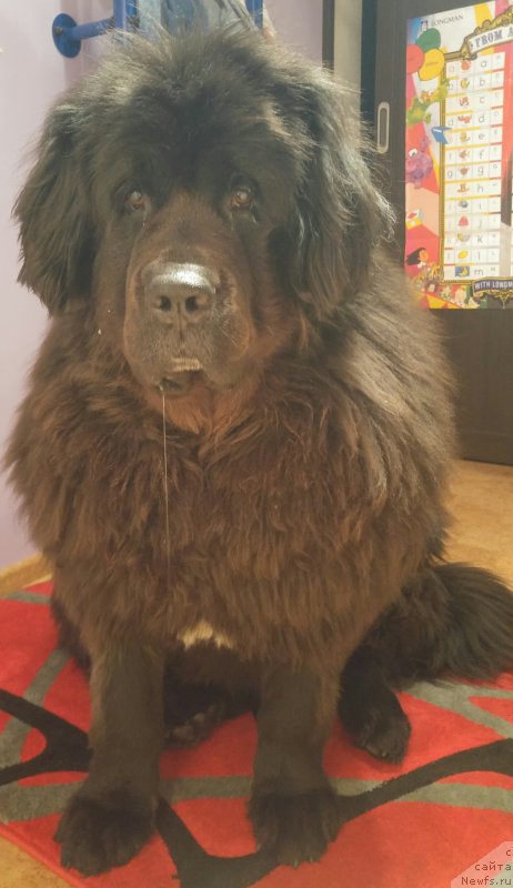 Фотография № 229468