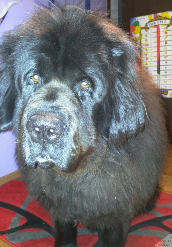 Фотография № 229469