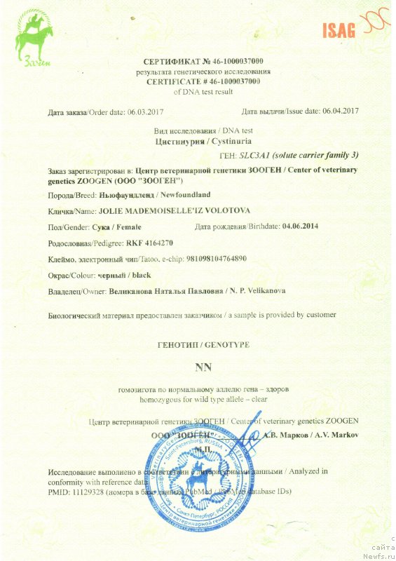 Фото: ньюфаундленд Jolie Mademuaselle iz Volotova (Жоли Мадемуазель из Волотова)