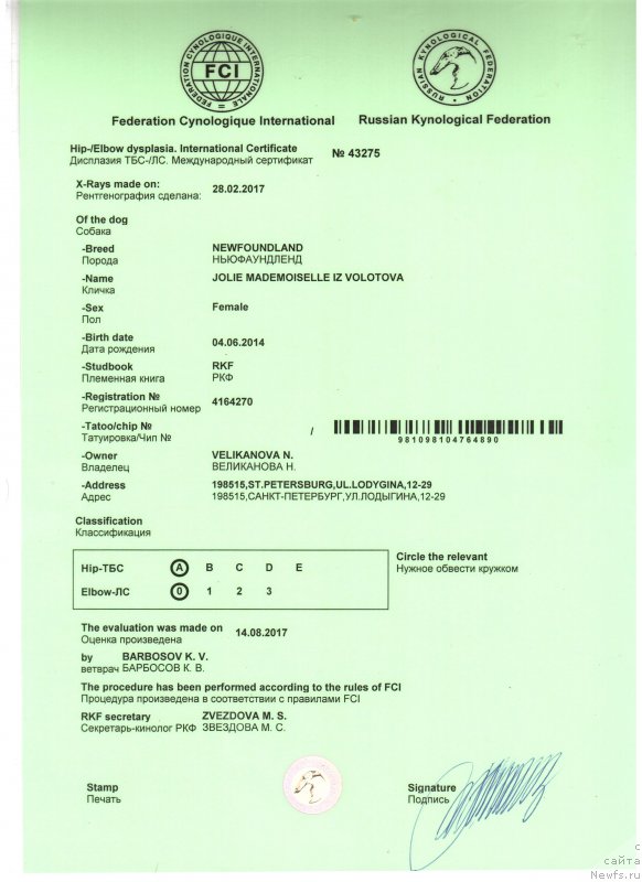 Фото: ньюфаундленд Jolie Mademuaselle iz Volotova (Жоли Мадемуазель из Волотова)