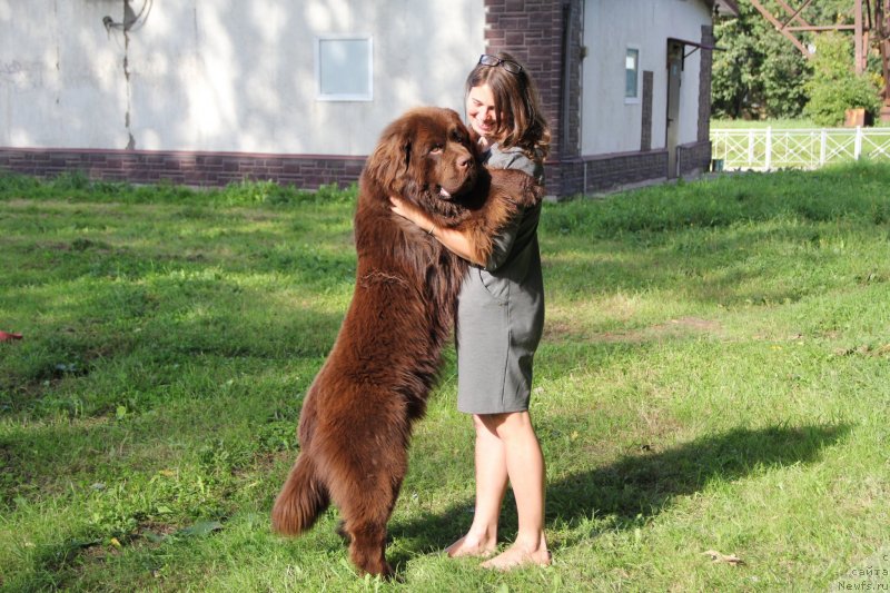 Фото: Екатерина Бабаджанянц, ньюфаундленд Браунблад МСК Абрамс-Стронг (Brownblood MSK Abrams-Strong)
