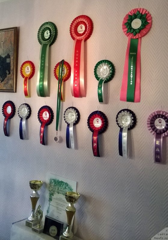 Фото: ньюфаундленд Браунблад МСК Альпина Гуардиан Соул (Brownblood MSK Alpina Guardian Soul)