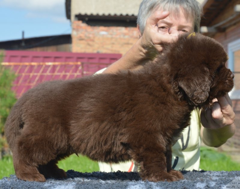 Фотография № 229479