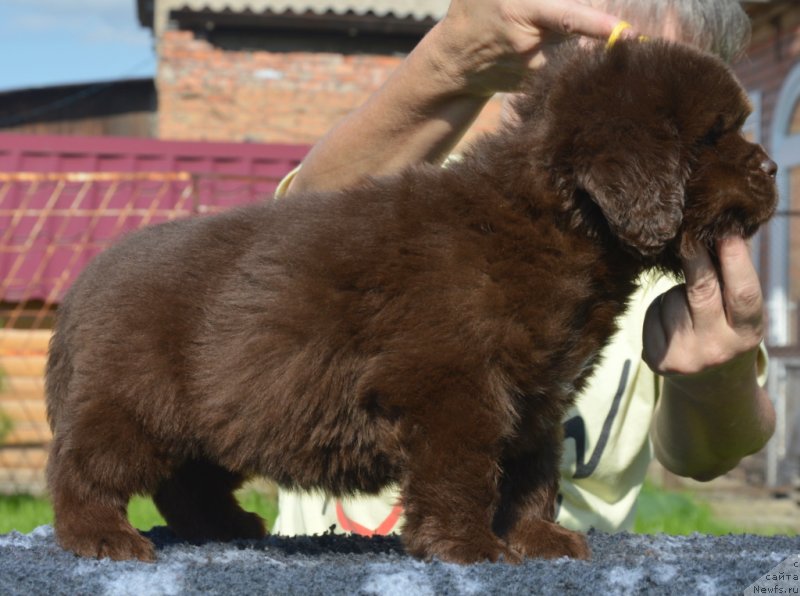 Фотография № 229480