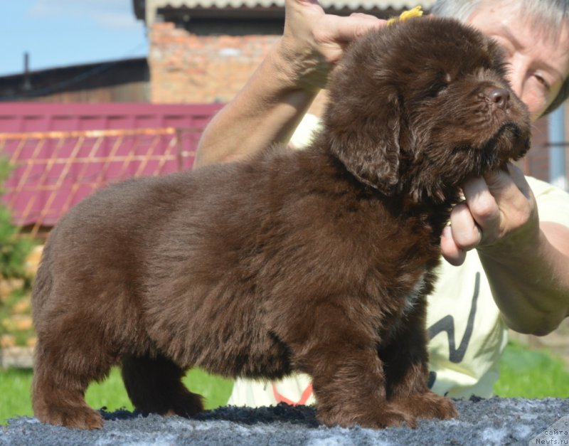 Фотография № 229481