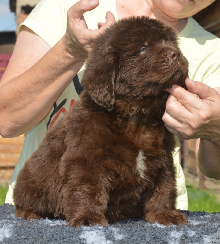 Фотография № 229482