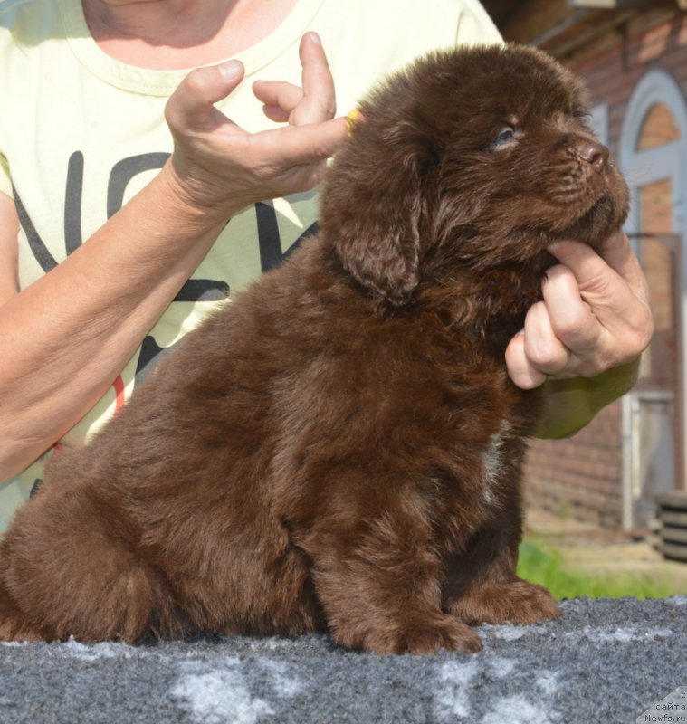 Фотография № 229483