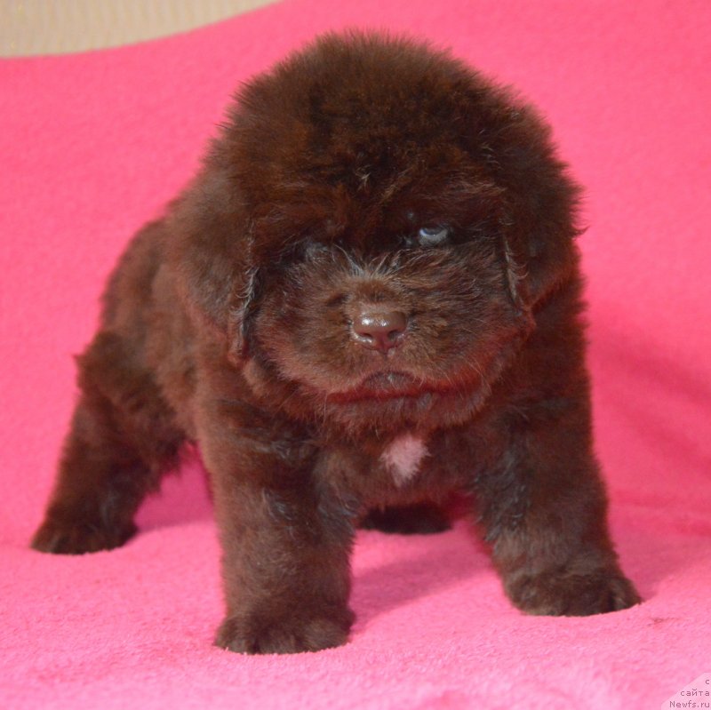 Фотография № 229484