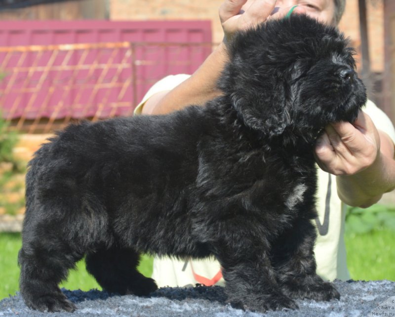 Фотография № 229490