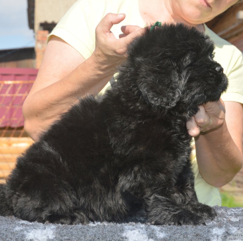 Фотография № 229491