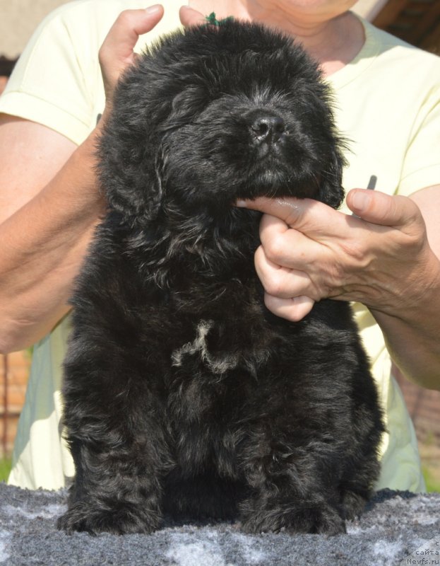 Фотография № 229493