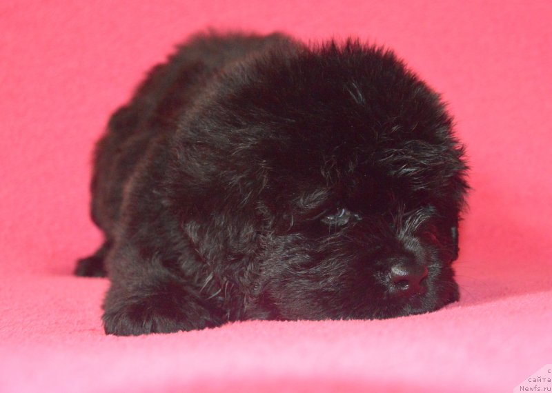 Фотография № 229494