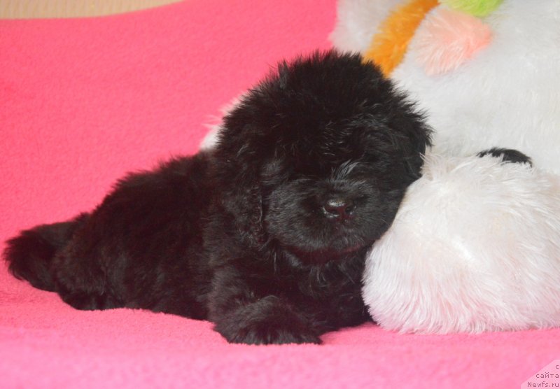 Фотография № 229496