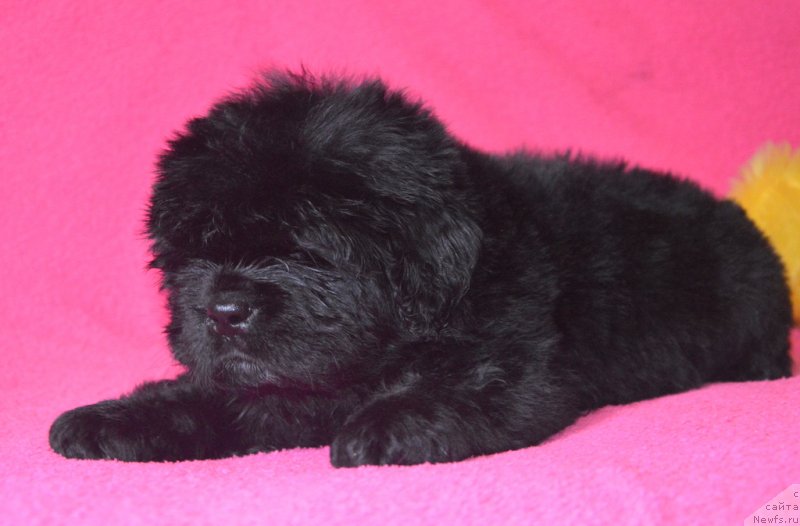 Фотография № 229497